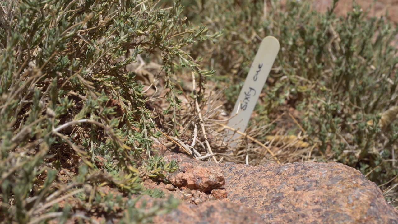 “Za’iteran زعيتران” Wild Plant in Sinai